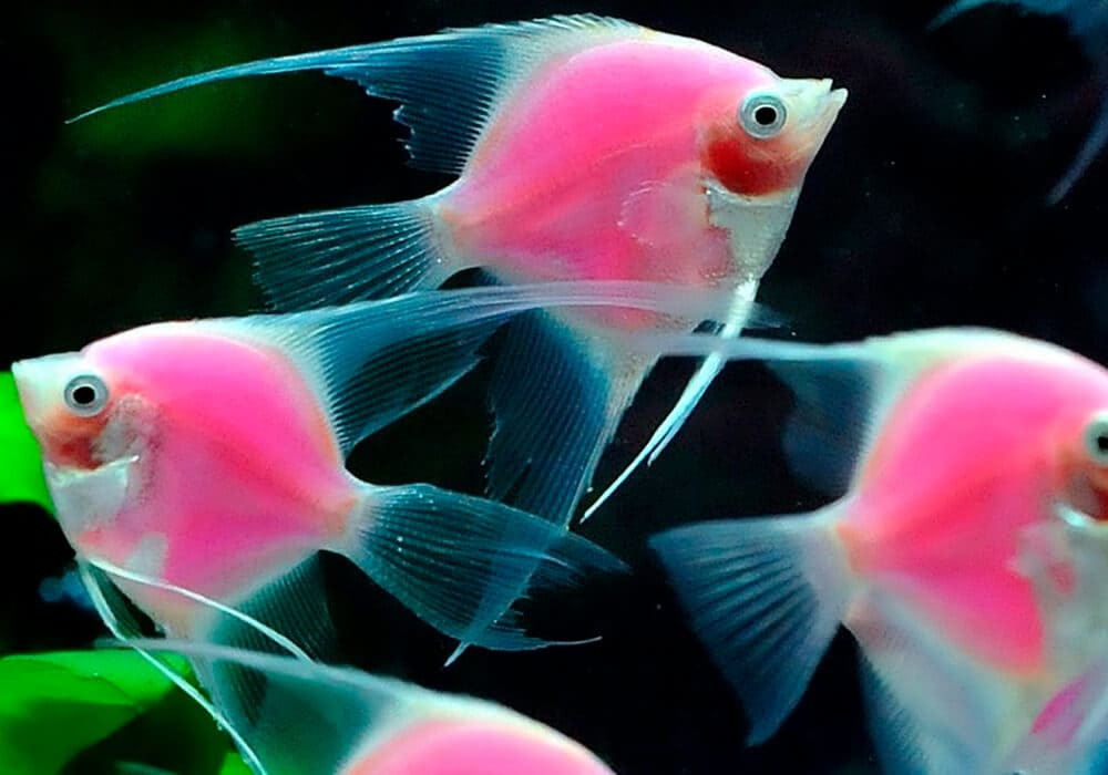 GloFish   ,  