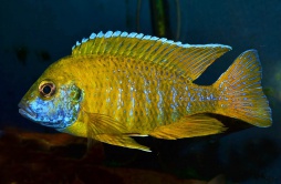 ���������� ����� (Aulonocara baenshi) 