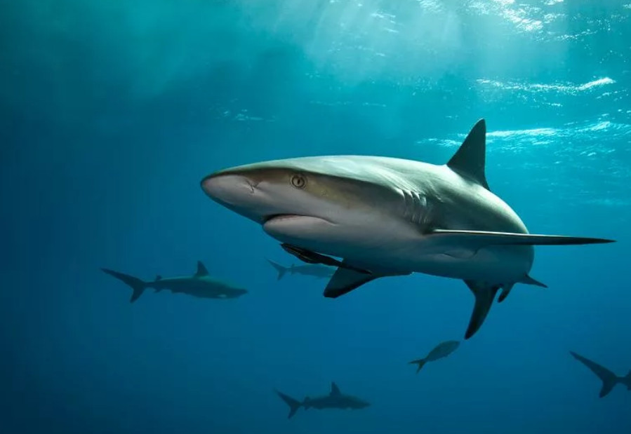 Для того чтобы нормально дышать, акуле приходится постоянно двигаться