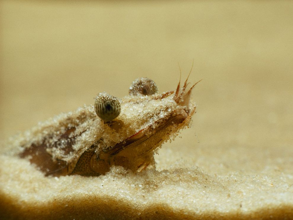 Аквариумная креветка в песке