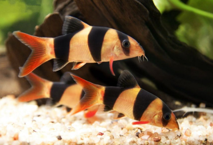 Боции клоуны – подвижные и яркие придонные стайные аквариумные рыбки