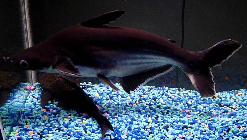 Черная акула в аквариуме