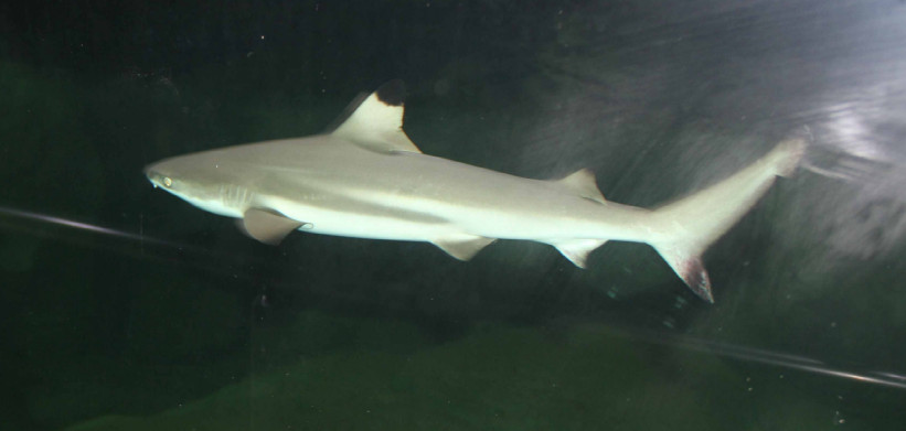 Черноплавничная акула