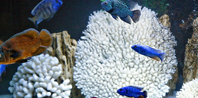 Экзотические рыбы и кораллы – сочетание цветов, форм, размеров, темпераментов