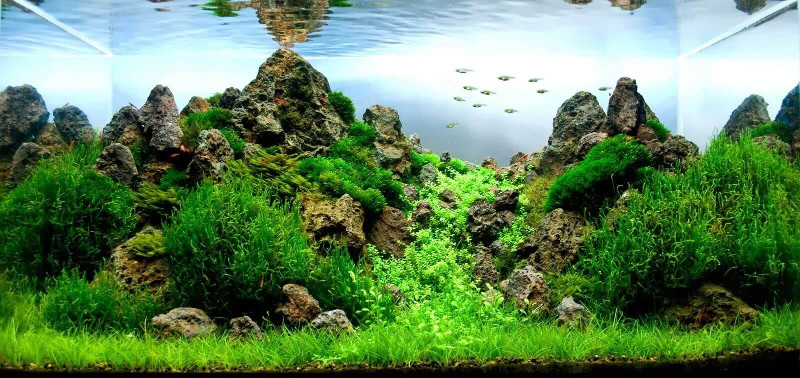 Можно ли выращивать аквариумные растения без co2?