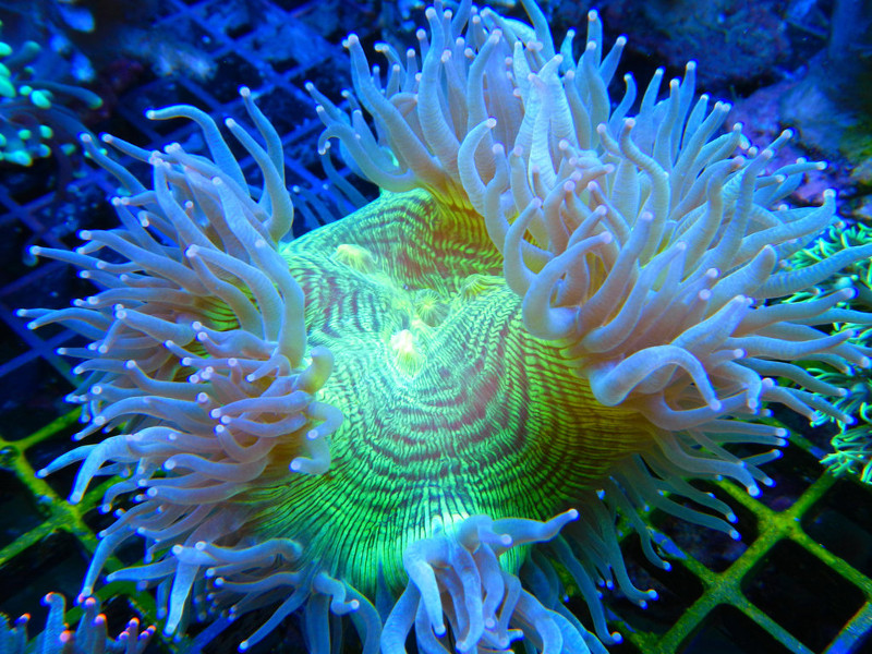 Кораллы в морском нано-аквариуме