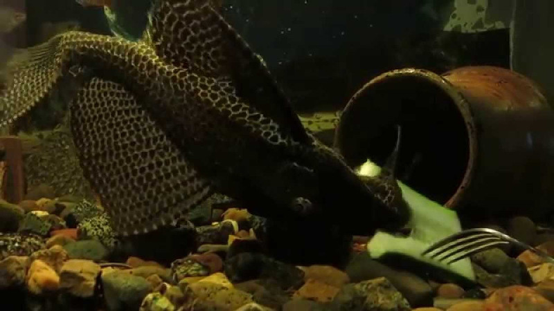 Кормление аквариумных сомиков
