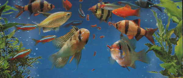 Правила кормления аквариумных рыбок живым кормом