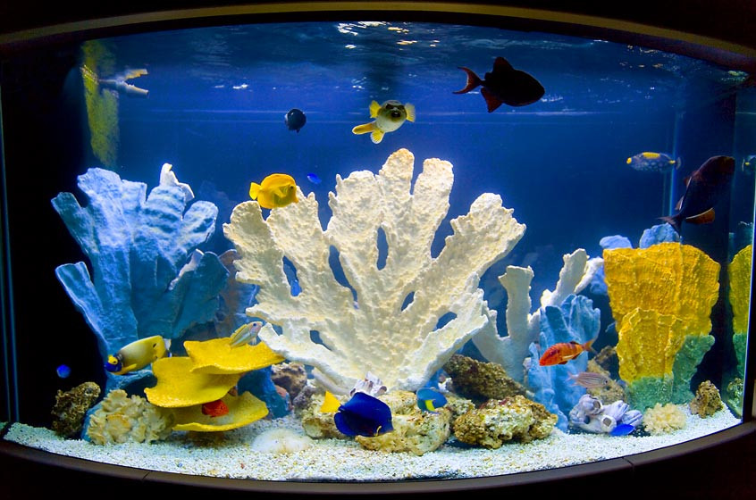 Крупные кораллы в аквариуме