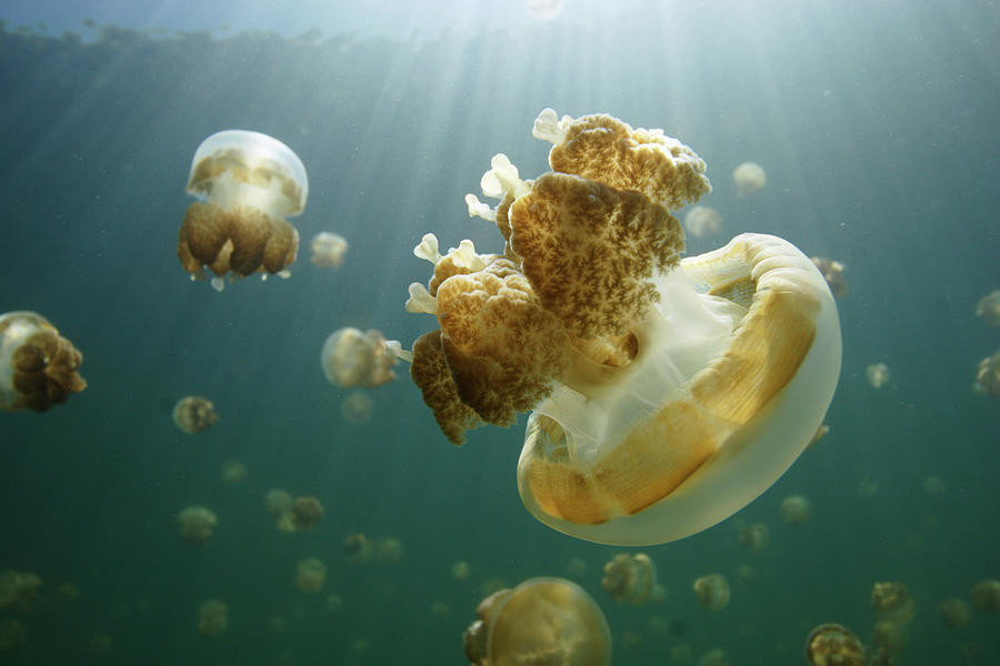 Лагунная медуза
