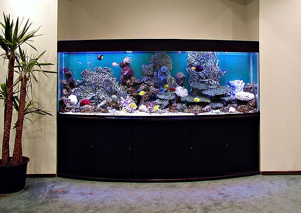 Морской аквариум с имитацией коралловых рифов