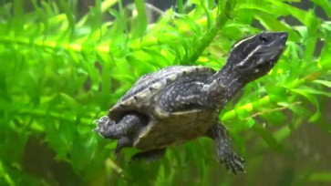 Мускусная черепаха в аквариуме