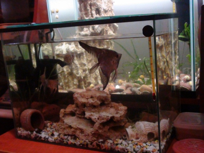 Небольшой аквариум с протечками или трещинами дешевле и проще заменить новым, чем отремонтировать