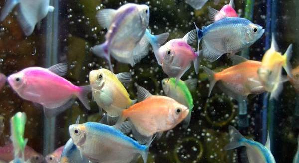 Окрашенные аквариумные рыбки