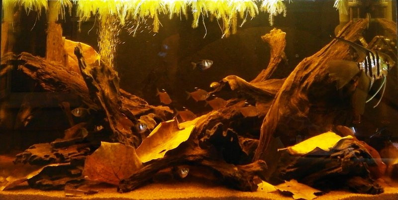 Окрашивание воды в аквариуме с корягой