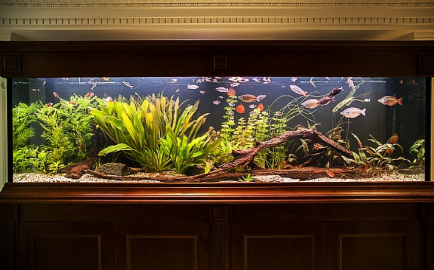 В просторном аквариуме можно поселить рыб различных видов