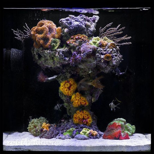 Рифовый нано-аквариум