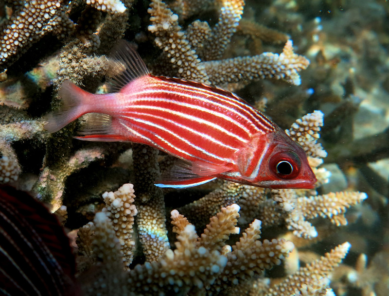Рыба-белка (Sargocentron diadema)