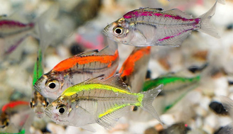 Рыбки с искусственным окрасом