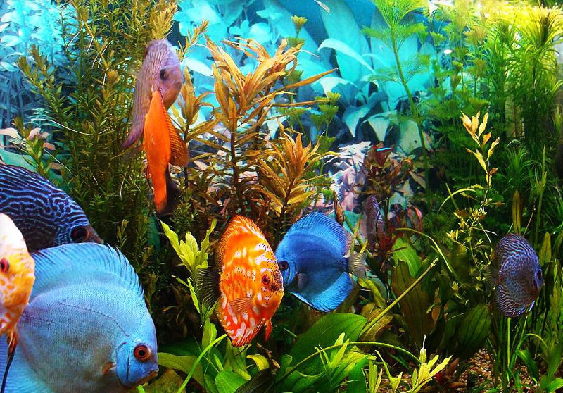 Рыбы в видовом аквариуме