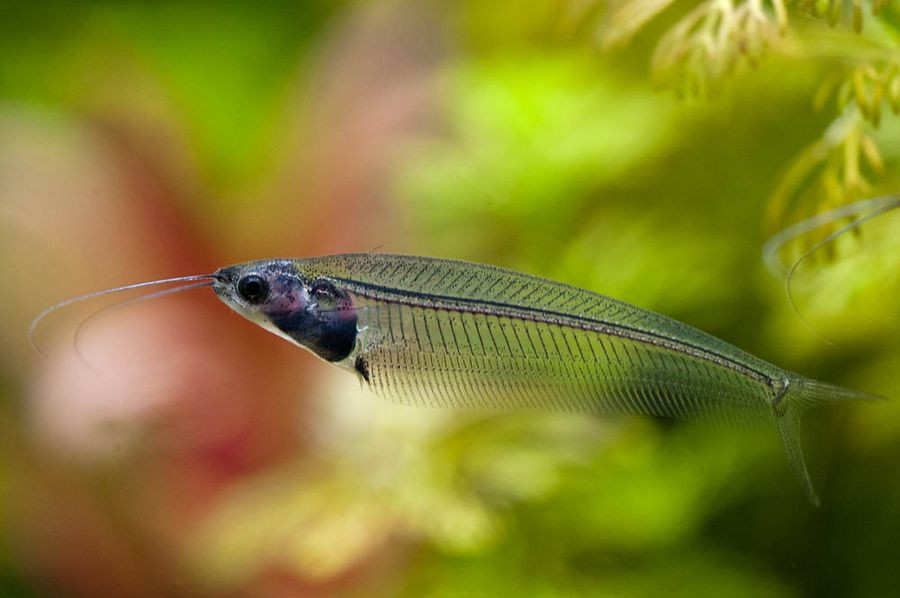 Стеклянный сом (Glass catfish), которого нередко также называют сомом-призр...