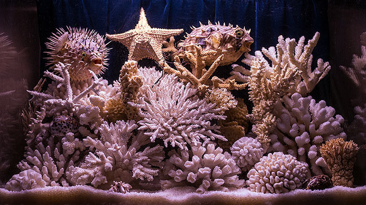 Сухой аквариум с кораллами