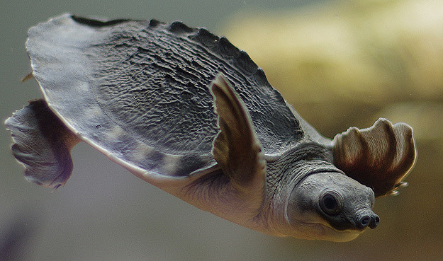 Свинорылая черепаха в аквариуме