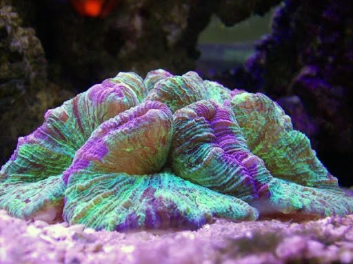 Трахифиллия (коралл-мозговик)