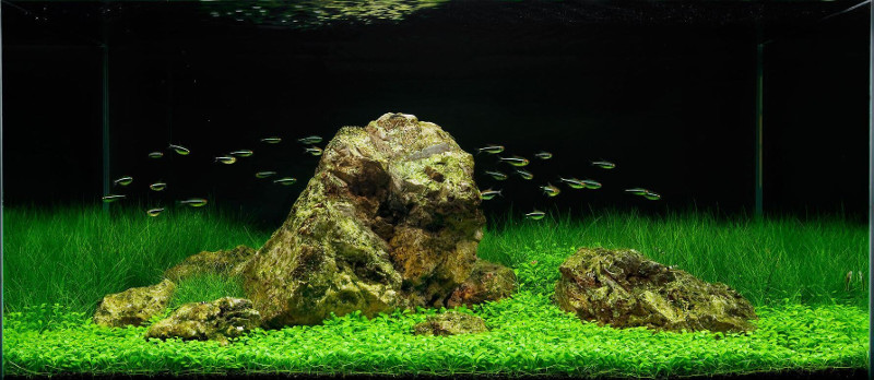 Можно ли выращивать аквариумные растения без co2?