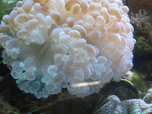 Жемчужный пузырьковый коралл