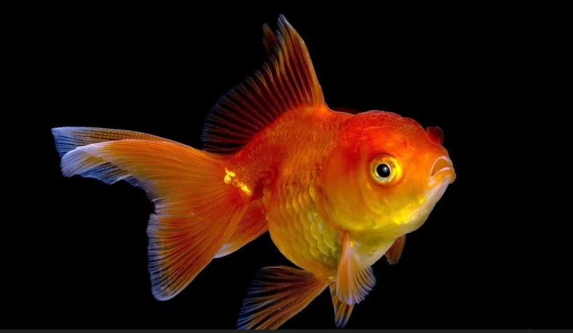 Золотая рыбка - героиня знаменитой сказки Пушкина