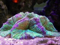 5 красивейших крупнополипных жестких кораллов