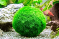 Кладофора: мохнатые шарики в вашем аквариуме