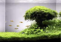 Микрантемум – идеальный зеленый ковер для вашего аквариума