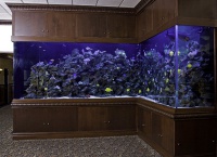 Многообразие форм аквариумов