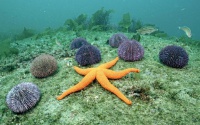 Морские звезды – красивые и неприхотливые обитатели вашего аквариума