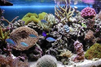 Оформление рифового аквариума