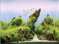 Японский аквариум «Nature» – магия «утонувших пейзажей»