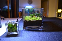Сухой аквариум в вашем доме