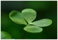 Марсилея Хирсута - идеальное растение для переднего плана