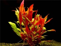Добавим красок! Красные аквариумные растения