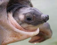 «Мультяшная» свинорылая черепаха – украшение вашего аквариума