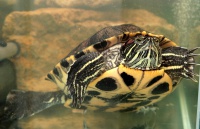 Красноухая черепаха в аквариуме (акватеррариуме)
