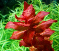 Ротала макрандра – одно из красивейших аквариумных растений