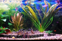 Эхинодорус – элегантный и эффектный «житель» аквариумов