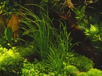 Растения для среднего плана аквариумов