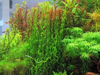 Растения для заднего плана аквариума