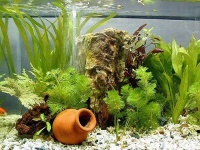 Декорируем аквариум. Часть 3: грунт, кораллы, декорации