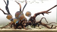 Хардскейп – эффектный пейзаж из минералов и коряг в вашем аквариуме
